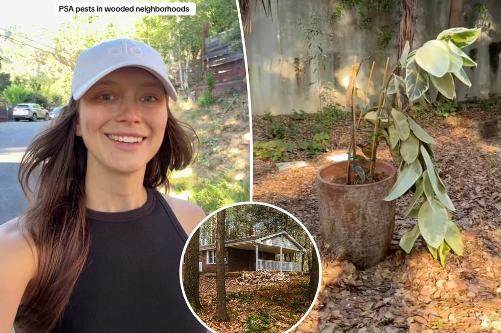 Homeowner warns against buying forest home after major pest problem: 'They're eating us alive financially'